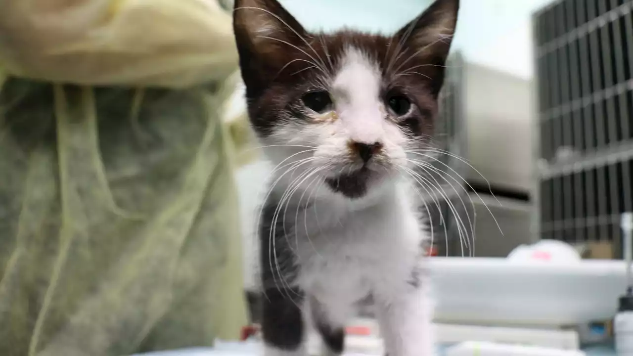 Pierce County humane society looking for donations after 26 sick, injured kittens were brought in