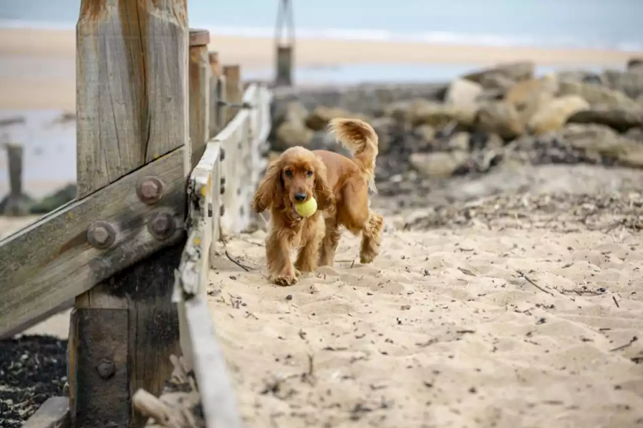 Dog owners warned about dangers of palm oil at UK beaches