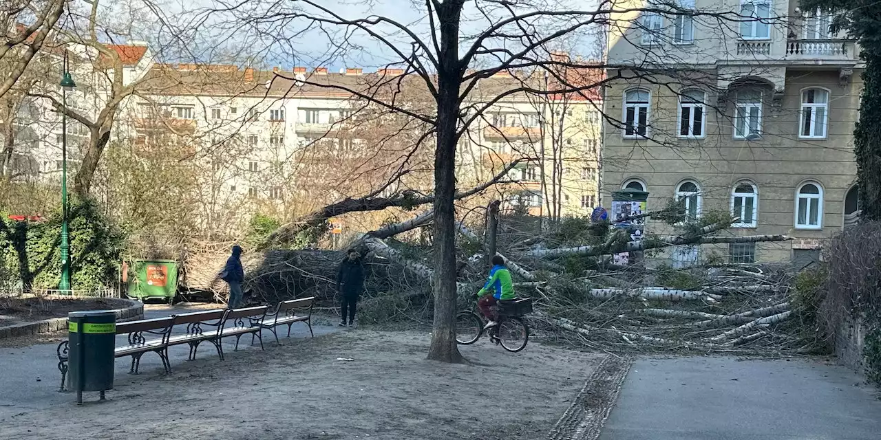 Bäume erschlagen beinahe Kinder in Wiener Park