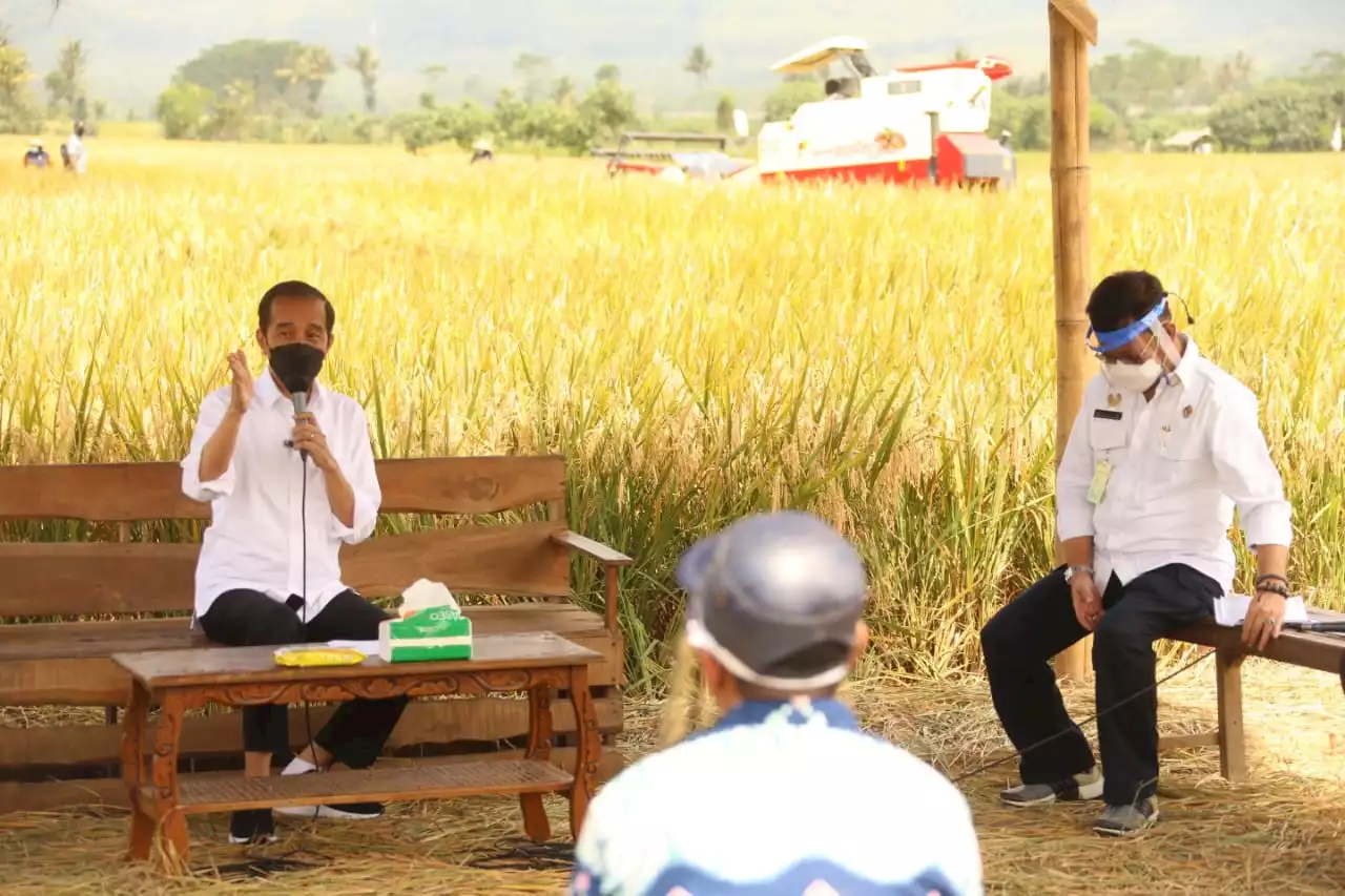 Dampingi Pak Jokowi Saat Panen Raya Padi di Ngawi, Mentan SYL: Jangan Terlalu Lama