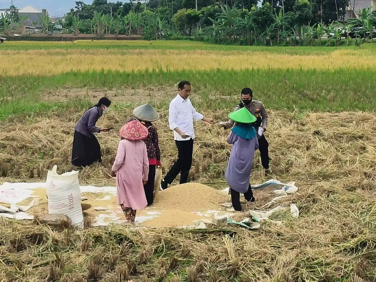 Panen Padi Didampingi Mentan SYL, Pak Jokowi: Saya Lihat Ada Perbedaan