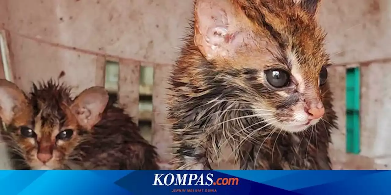 2 Ekor Kucing Kuwuk Hendak Diselundupkan dari Sumsel ke Bangka