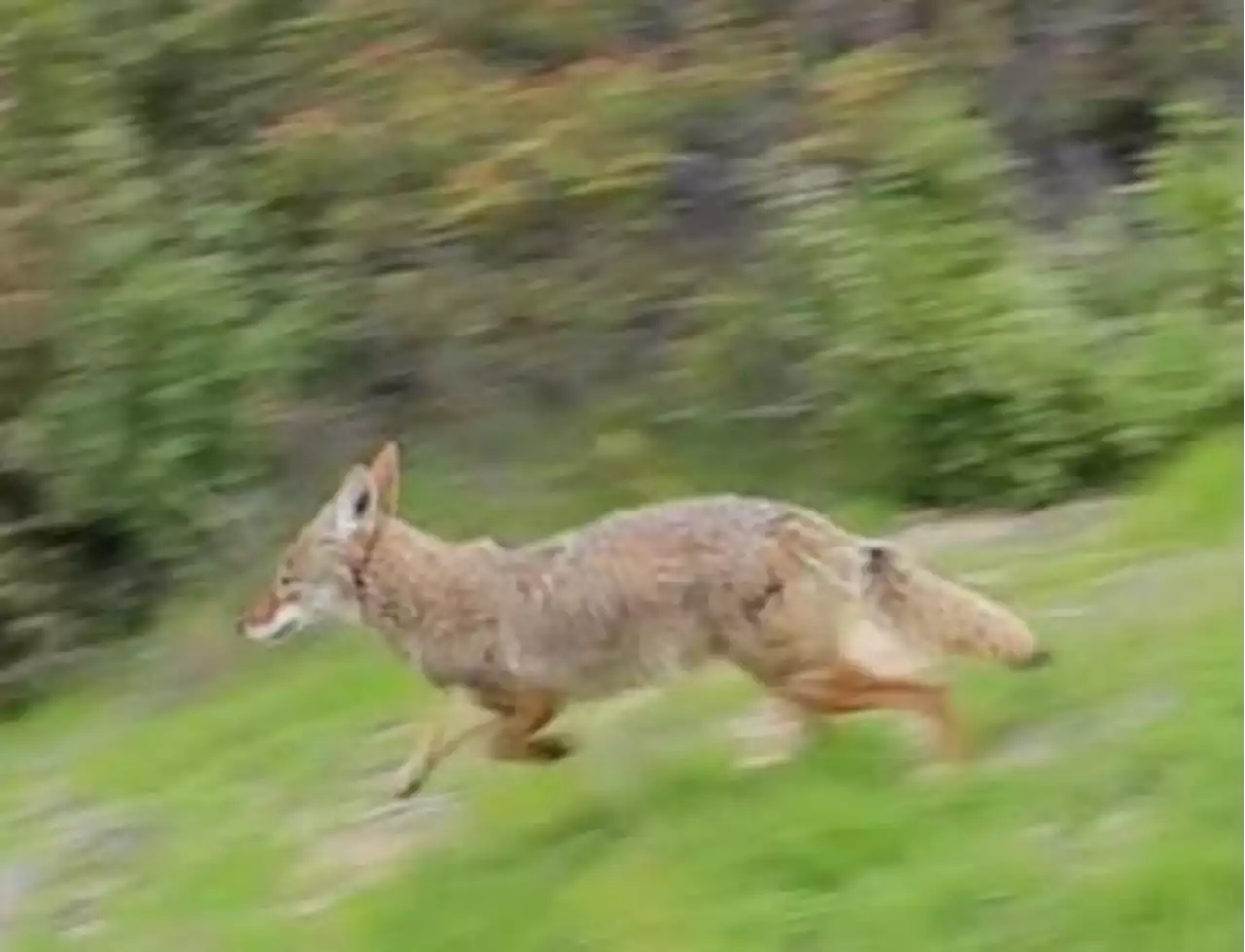 Coyote found in illegal trap released by SD Humane Society -