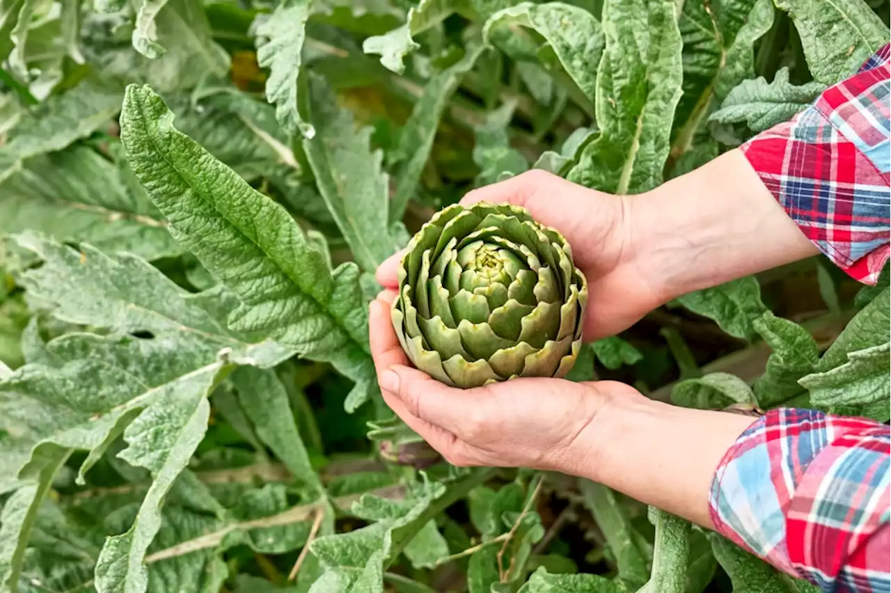 Master Gardener: What you need to know about growing artichokes