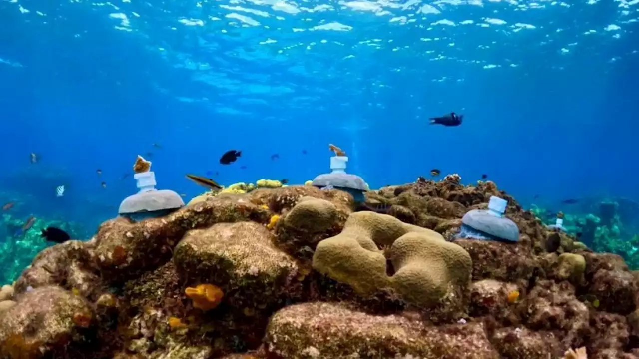 A través de la biotecnología se realiza por primera vez un programa de restauración en el arrecife Punta Sur