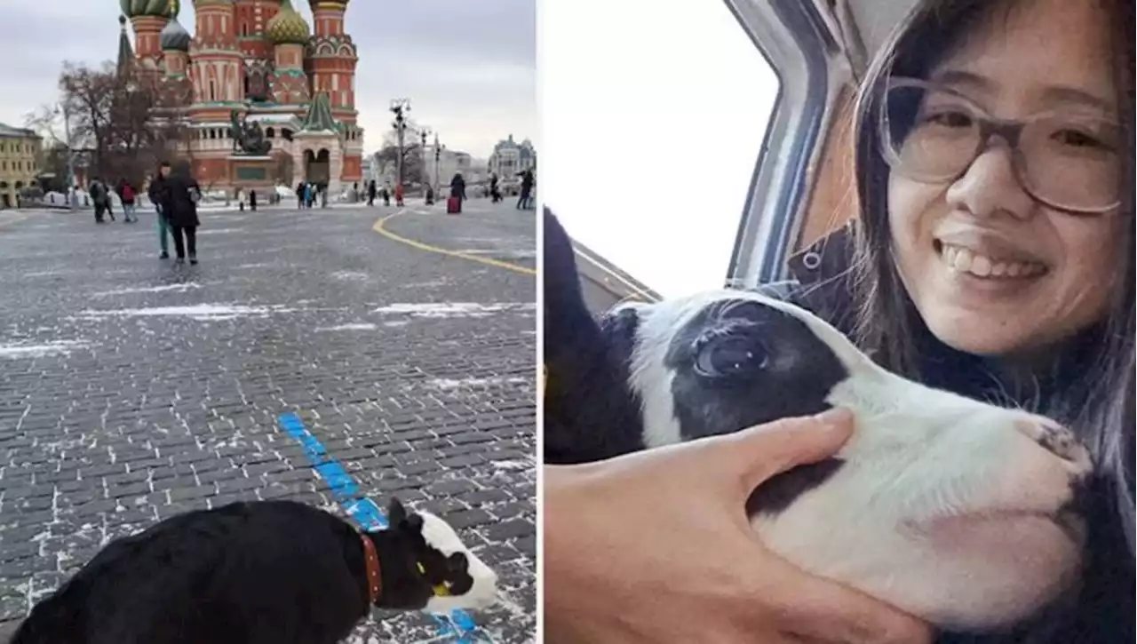 A spasso con un vitellino in piazza Rossa a Mosca: arrestata giovane animalista americana