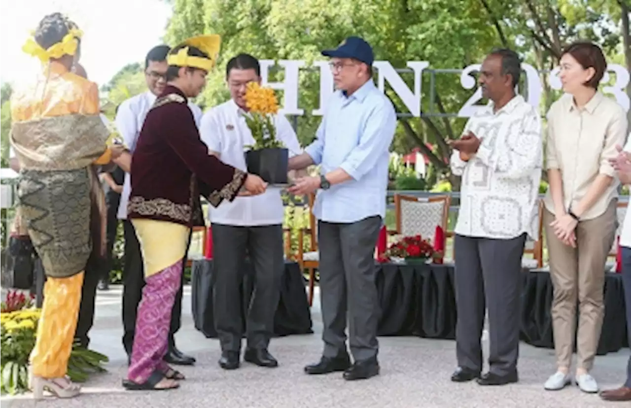 New orchid hybrid named after PM Anwar