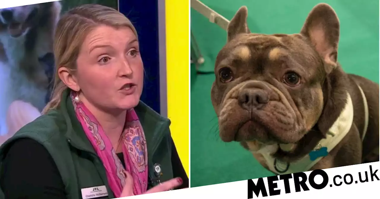 Crufts organiser responds to fiery debate on banning 'flat-faced' dog breeds