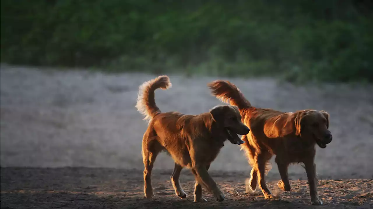 Seattle looks to create two new off-leash dog parks amid post-pandemic pet boom