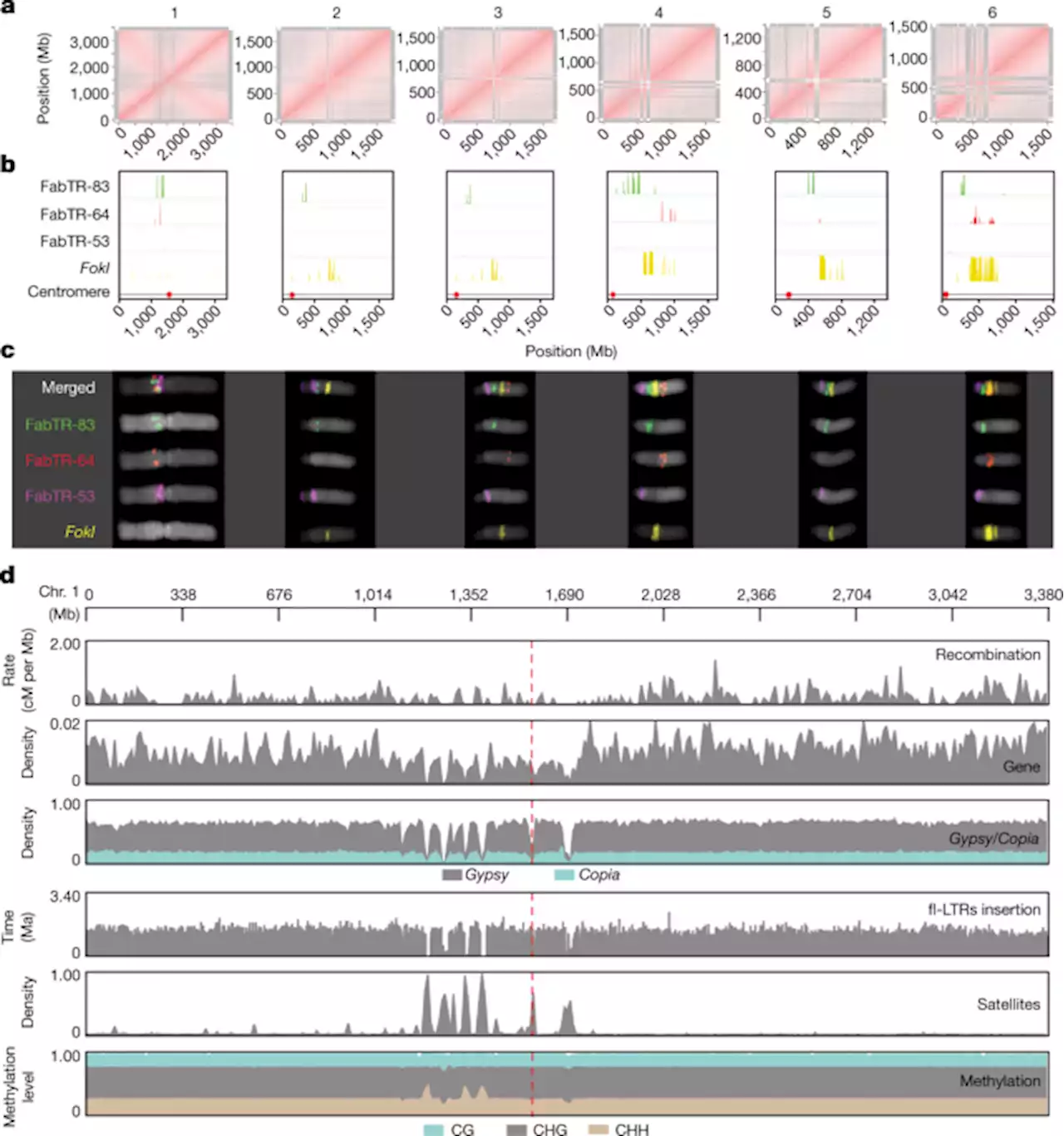 The giant diploid faba genome unlocks variation in a global protein crop - Nature