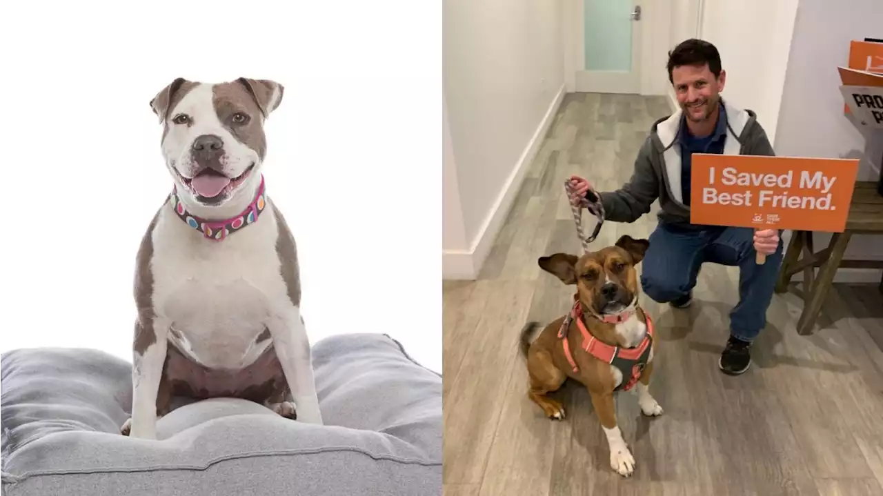 Best Leading Cuddler: ‘Adoptable Pet Awards' Winners Were Just Revealed