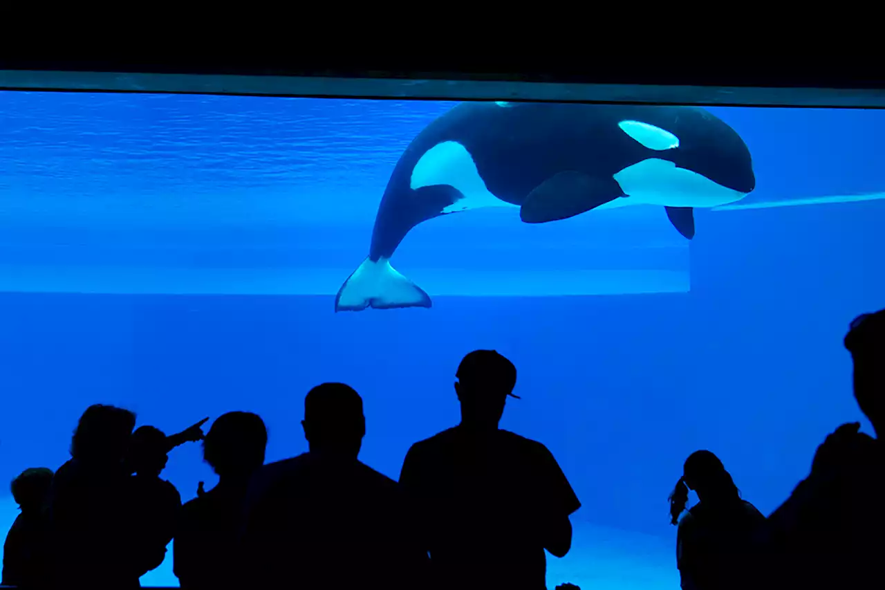 Kiska, the ‘world’s loneliest’ orca, dead at age 47