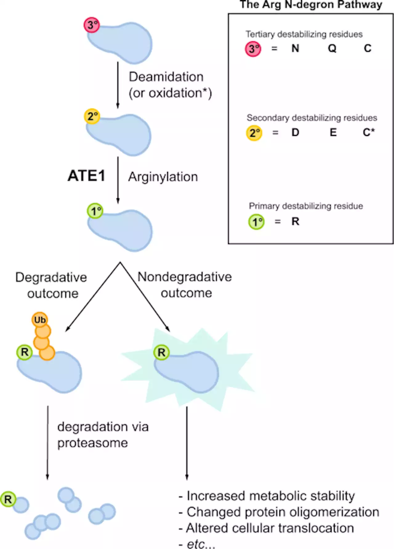 Iron-sulfur clusters are involved in post-translational arginylation - Nature Communications