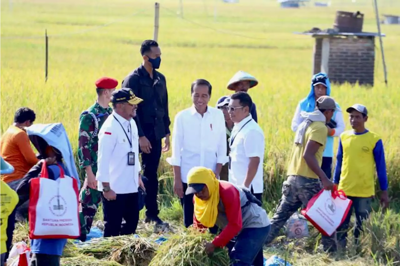 Jokowi Minta Bulog Maksimalkan Penyerapan Gabah Petani |Republika Online