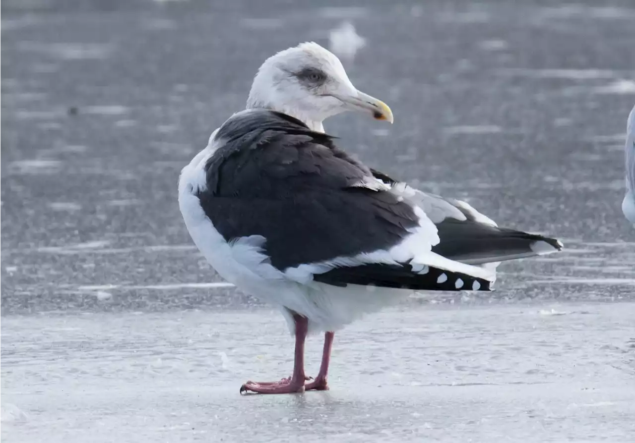 BRUCE MACTAVISH: That Russian slaty-backed gull hanging around St. John’s is not a spy, just a bird with incredible wanderlust | SaltWire