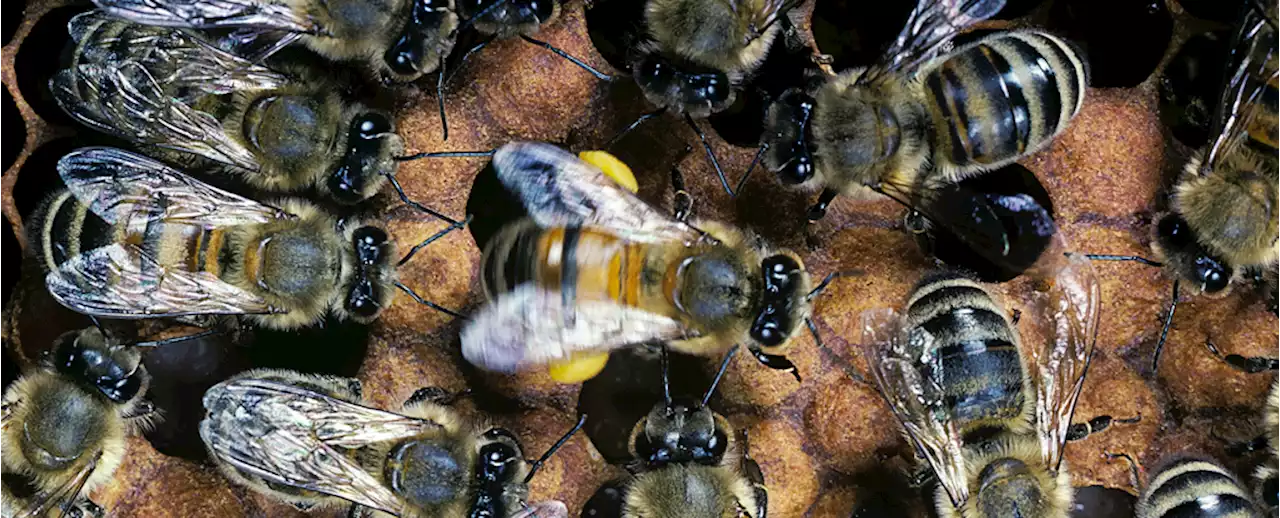 Scientists Have Figured Out How Honeybees Learn Their Waggle Dance Moves