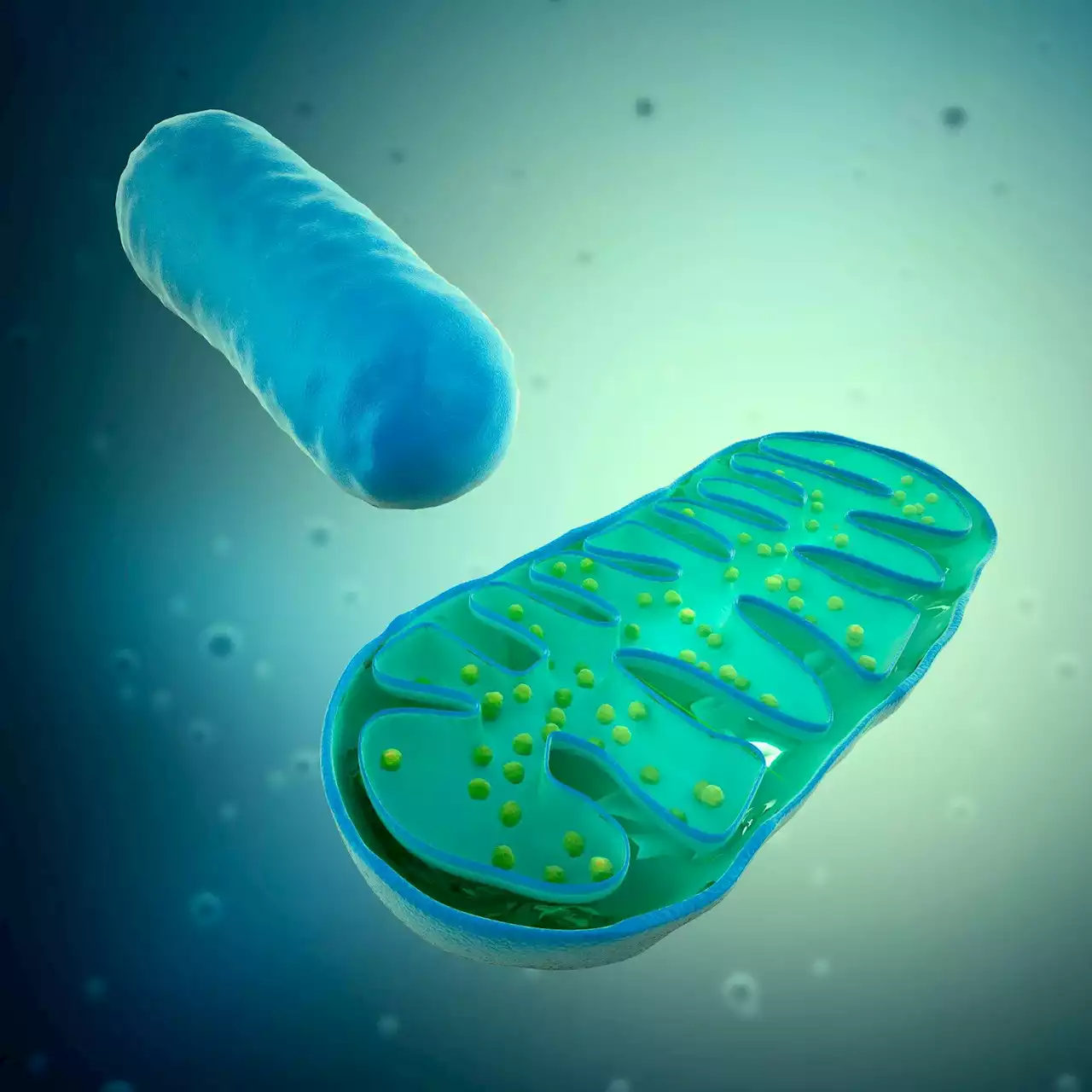 Revealing the Secrets of the Cell’s Powerhouse: Scientists Unravel Protein Map of Mitochondria