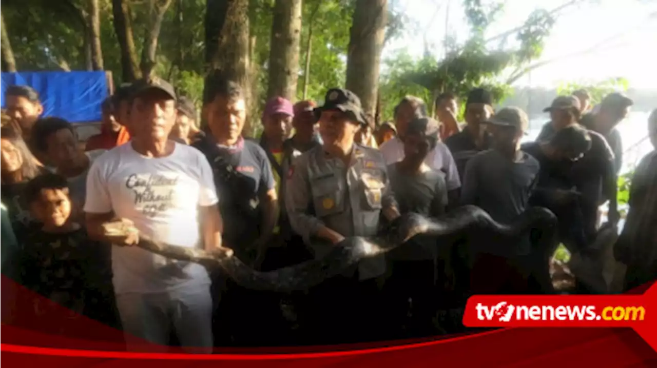 Ular Phyton Pemangsa Ternak Sepanjang 4 Meter, Berhasil Ditangkap Warga di Tepi Danau Ranu Pakis Lumajang