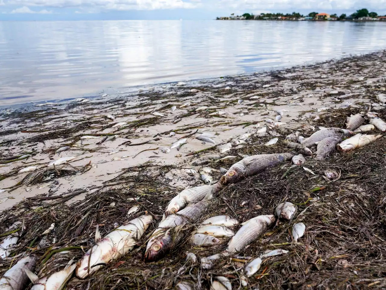 Beachgoers warned away as toxic red tide flares up on Florida's Gulf coast