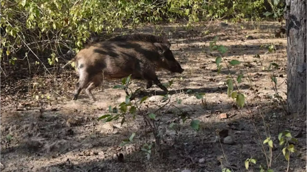 Niat Jebak Babi Hutan dengan Setrum Listrik, Malah Kena Kakek hingga Tewas