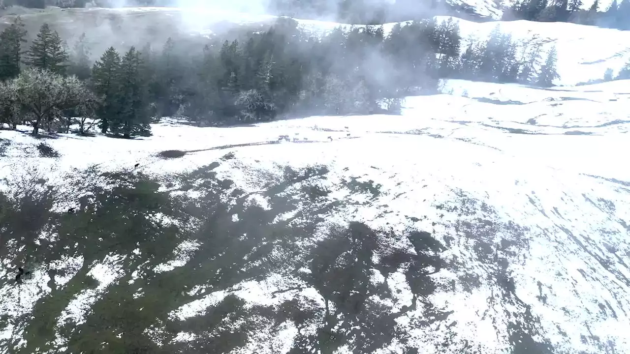 Starving, Snowbound Cattle Get Help From California Officials - Videos from The Weather Channel