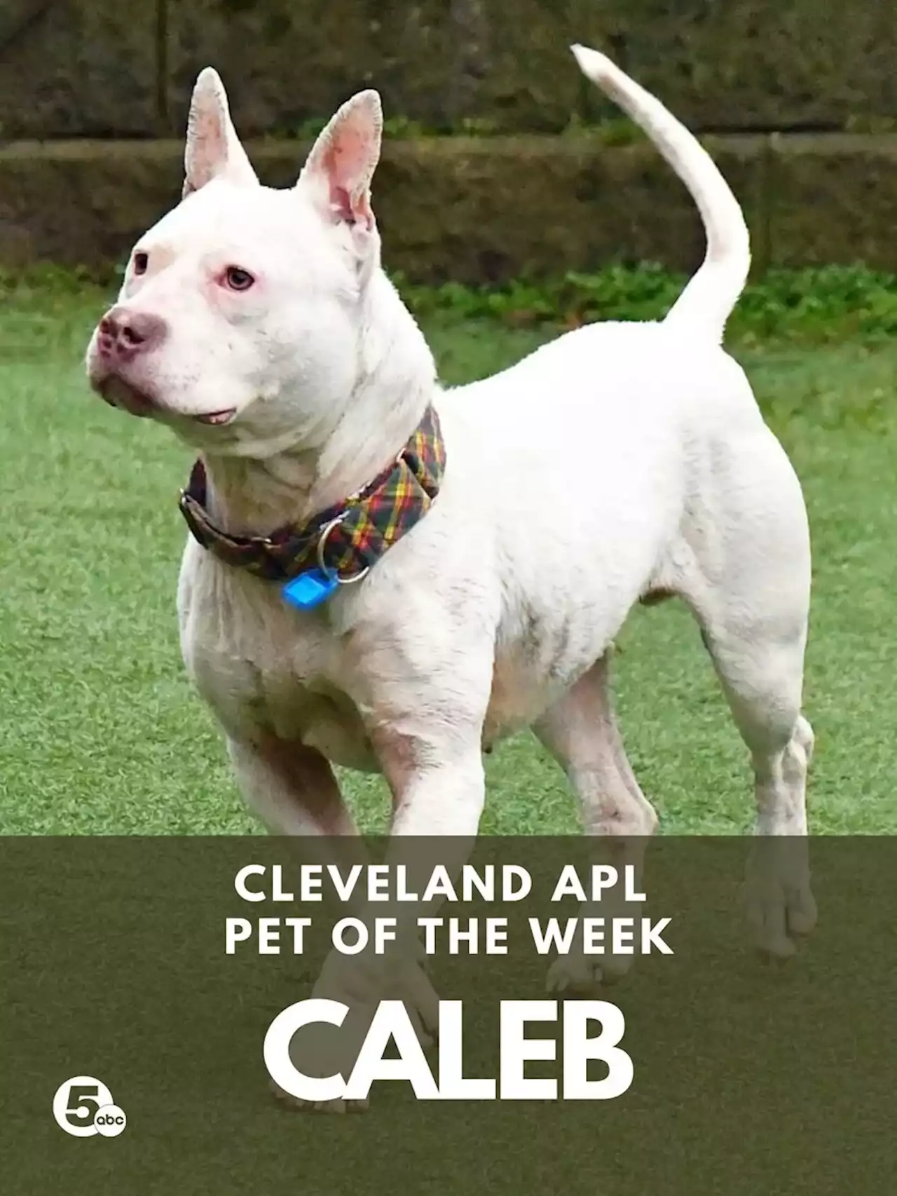 Caleb is the Cleveland Animal Protective League's Pet of the Week