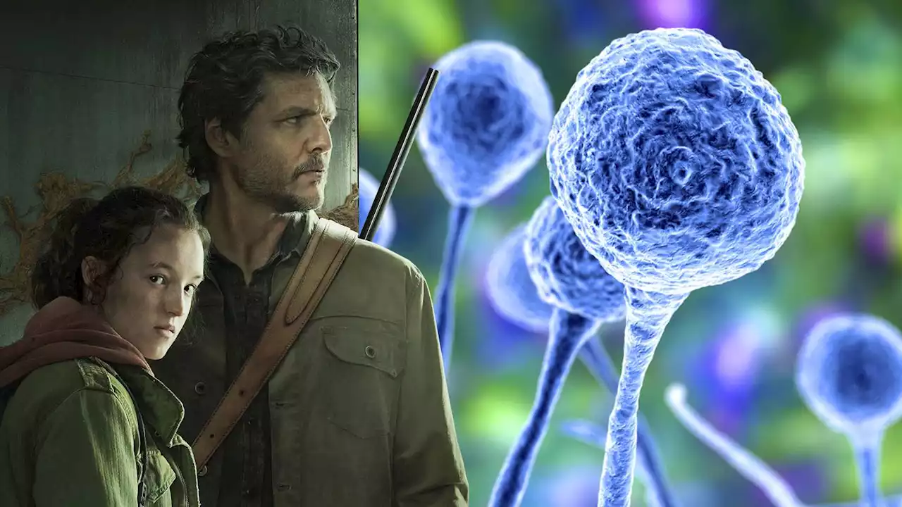 'The Last of Us' is fiction, but these deadly fungus threats are real — and climate change could mean more of them