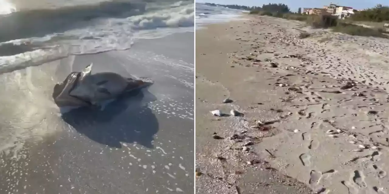 ‘You can’t go to the beach’: Florida’s gulf coast lined with thousands of dead fish from red tide