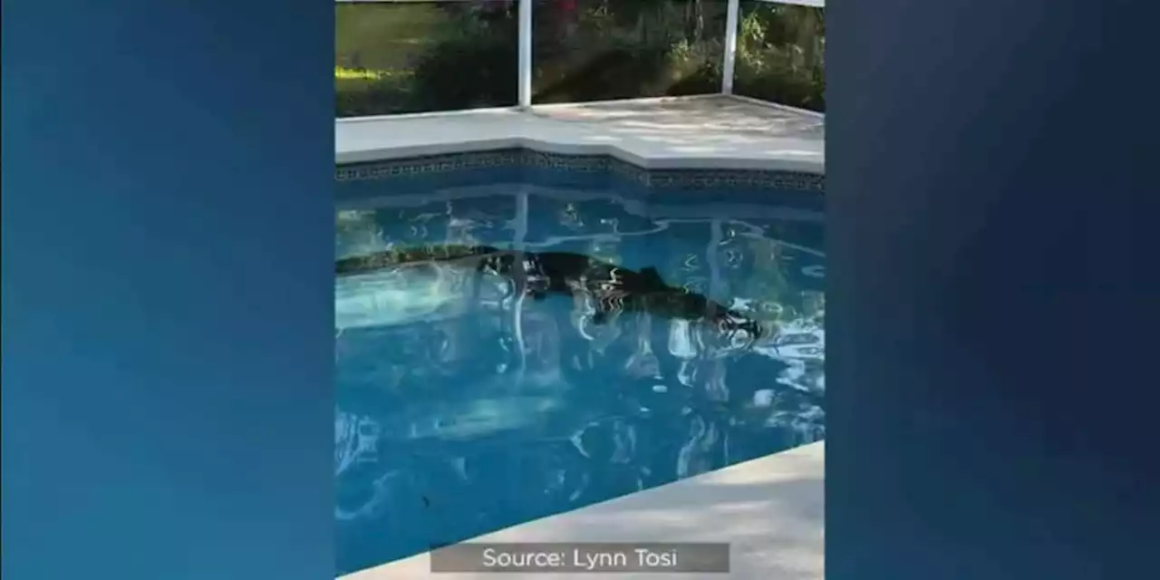 Alligator bursts through screened-in porch to dive into backyard pool