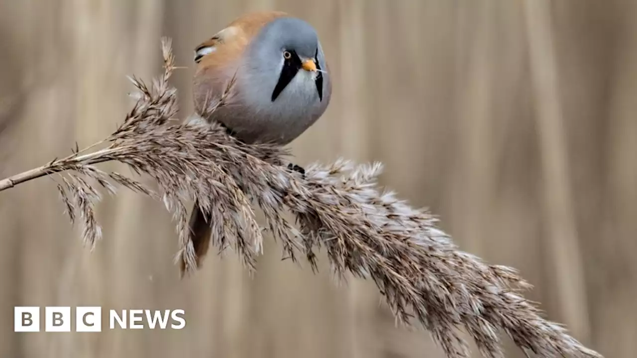 RSPB hails Langford Lowfields wetland handover as milestone