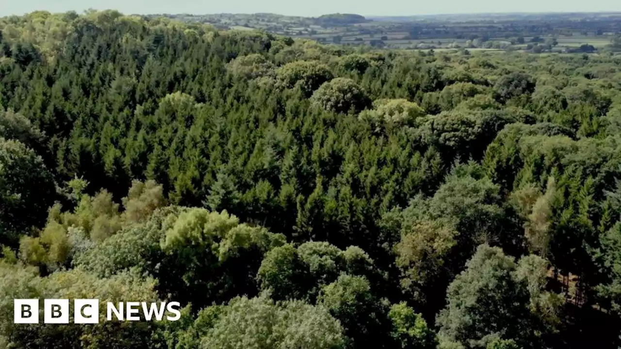 Wiltshire Great Wood to be transformed into nature reserve