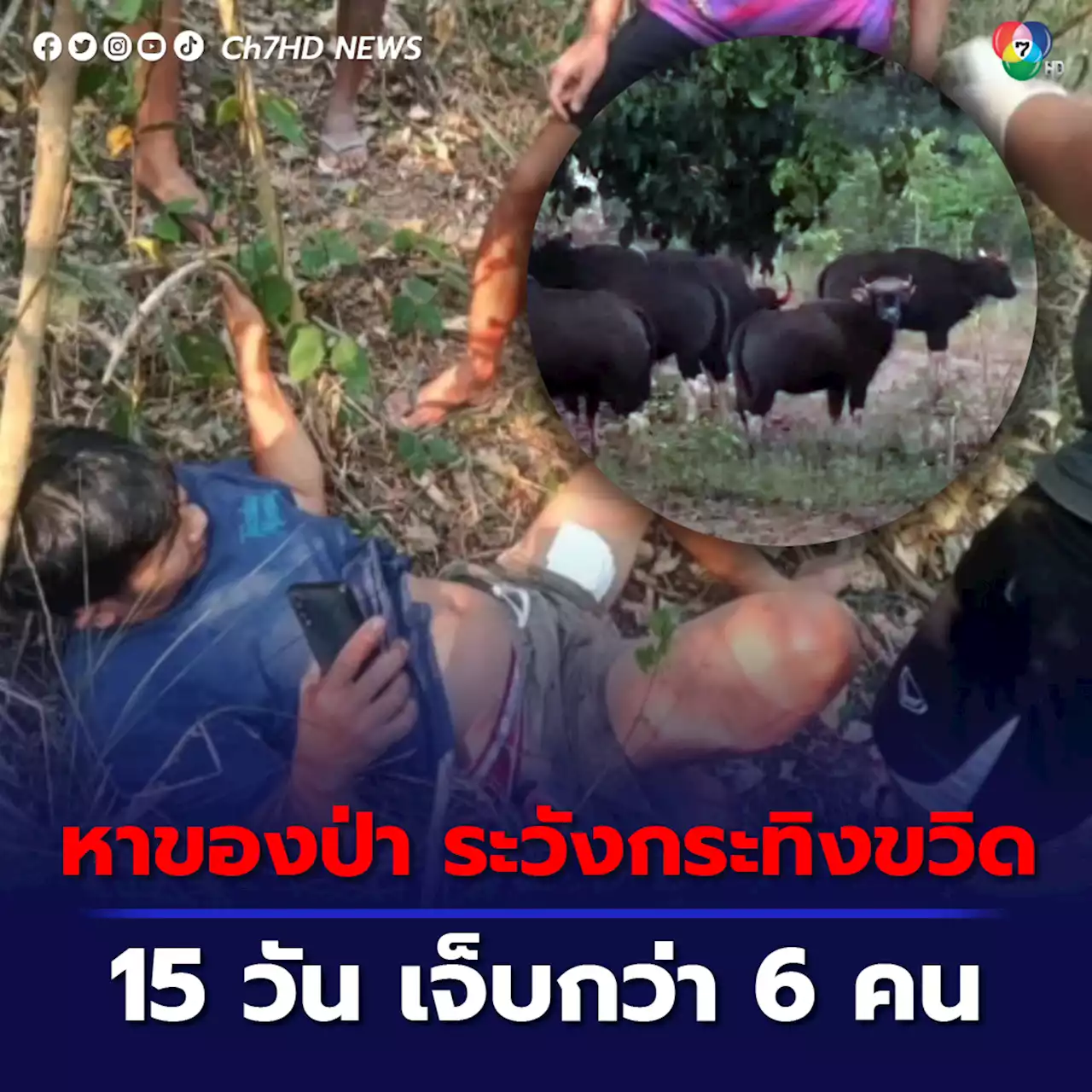 ผู้นำชุมชนเตือนชาวบ้านออกหาของป่าระวังถูกกระทิงไล่ขวิด