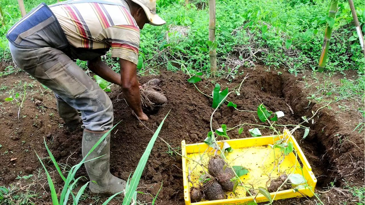 Produire local en Martinique, continuer a lutter contre les sargasses en Guadeloupe