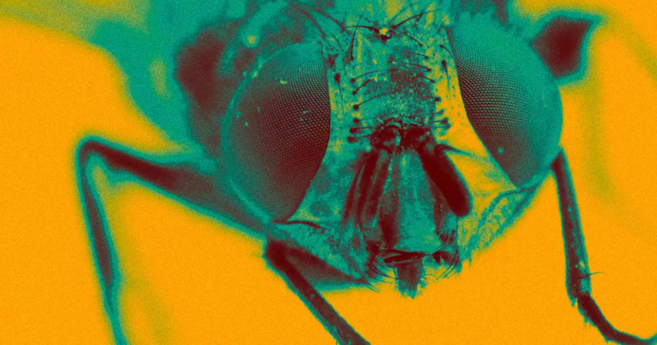 Scientists Just Created the First Complete Map of an Insect Brain