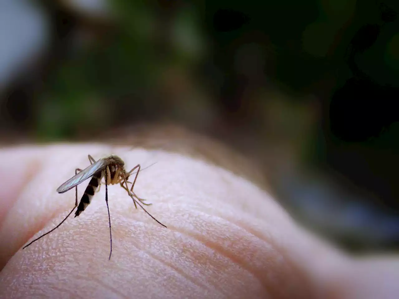 5 Common Misconceptions About Dengue That Could Endanger Your Life - Hype Malaysia