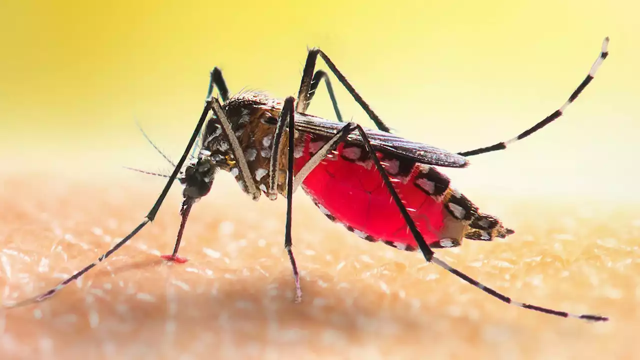 Scientists explore mosquitoes’ radar that tells them who to bite