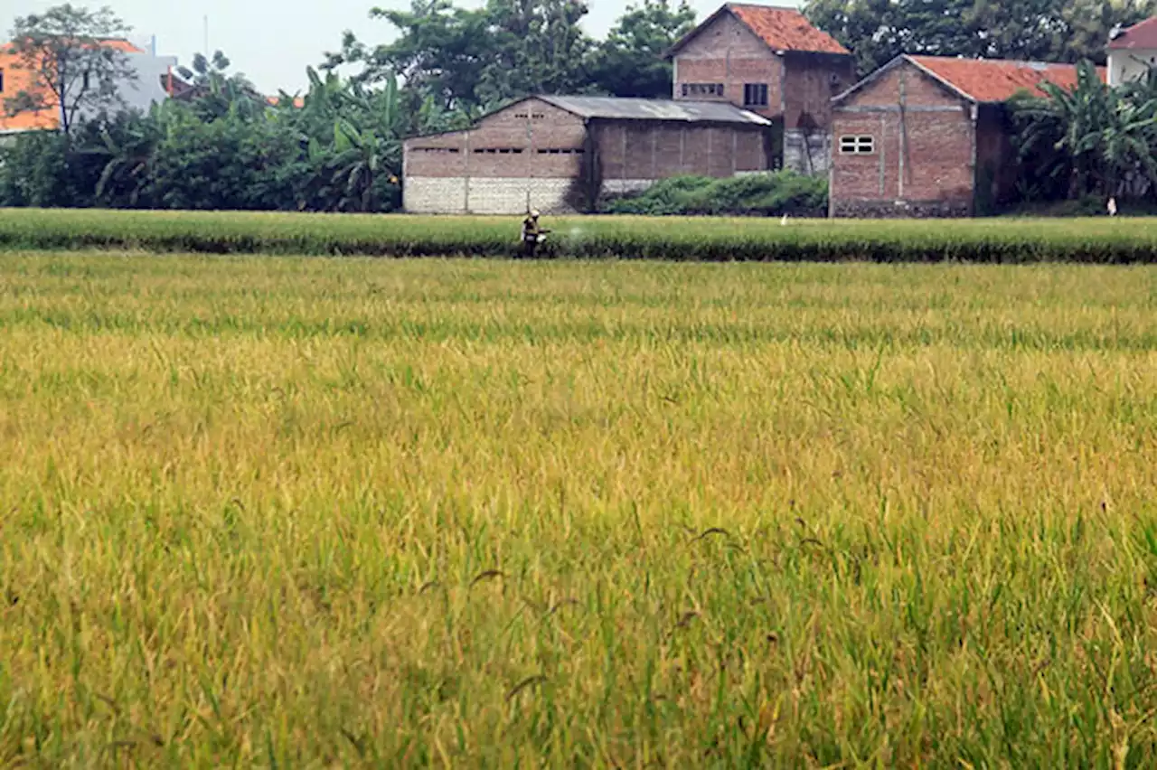 Alokasi Pupuk Subsidi di Kota Pasuruan Capai 965 Ton, Urea Segini