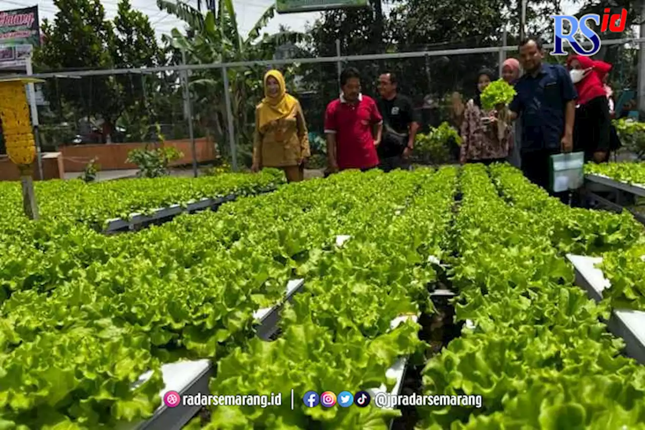 Sayuran Hidroponik Tembus Pasar Supermarket