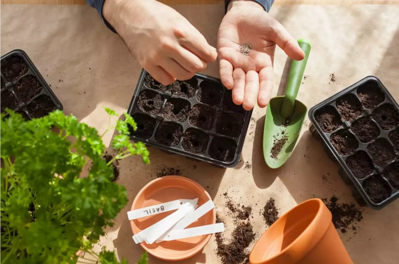 Choosing fruit trees and starting from seeds: What to do in the garden this week