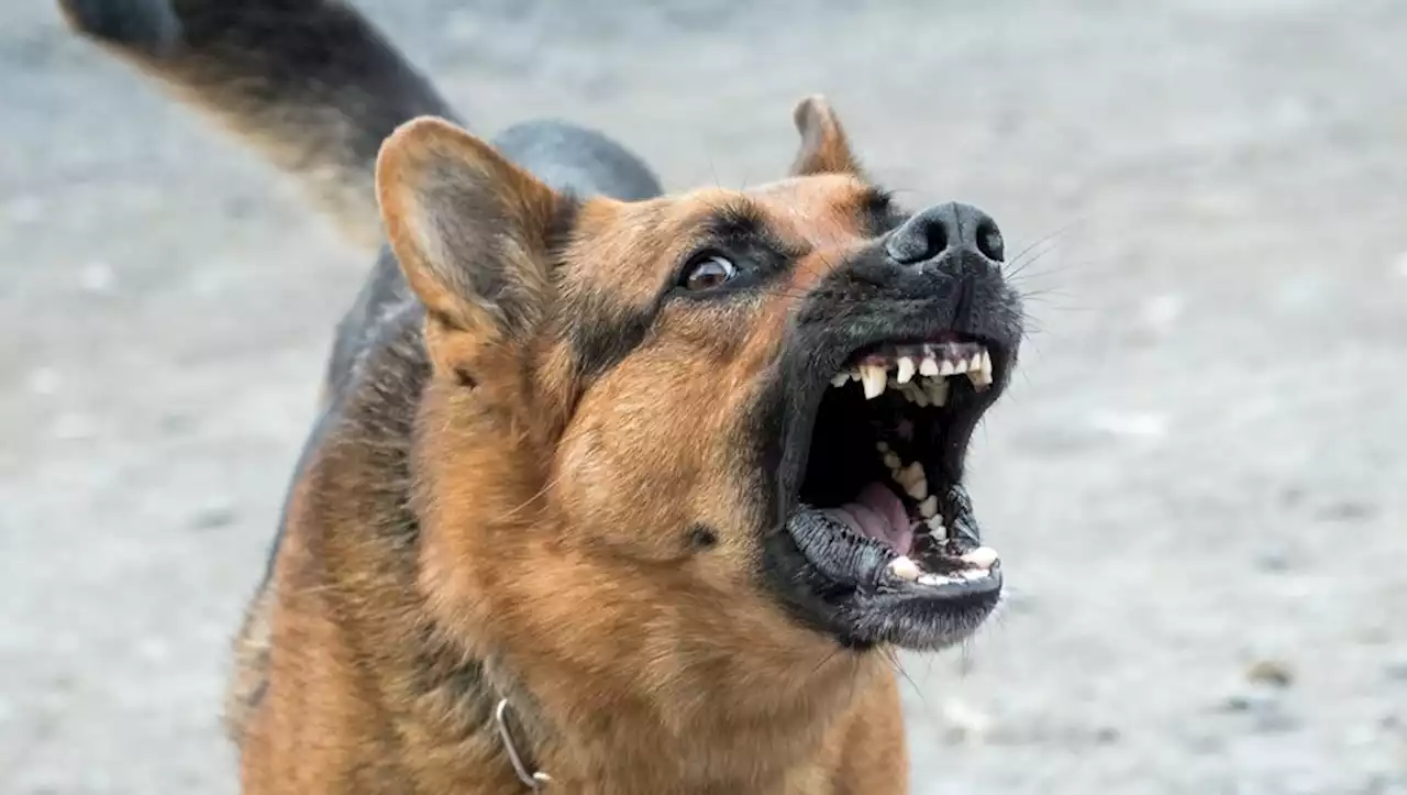 'Attrapée et traînée au sol' : elle vient nourrir des chats, et se fait violemment attaquer par les chiens du voisin