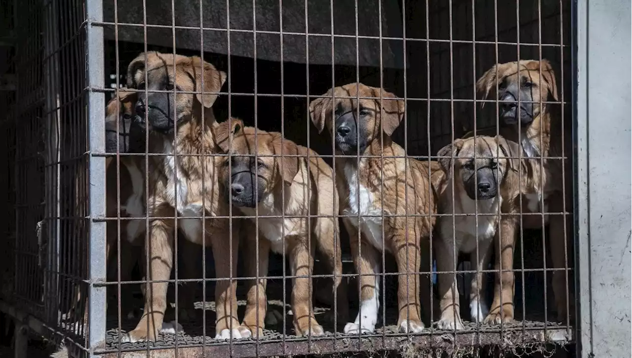 Chiuso in Corea del Sud un allevamento di cani da carne: verrà convertito in un orto