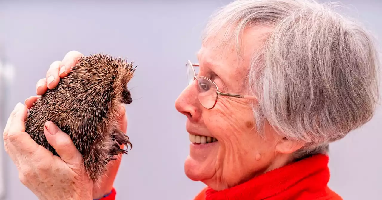 Meet the lady who has turned her conservatory into a hedgehog hospital