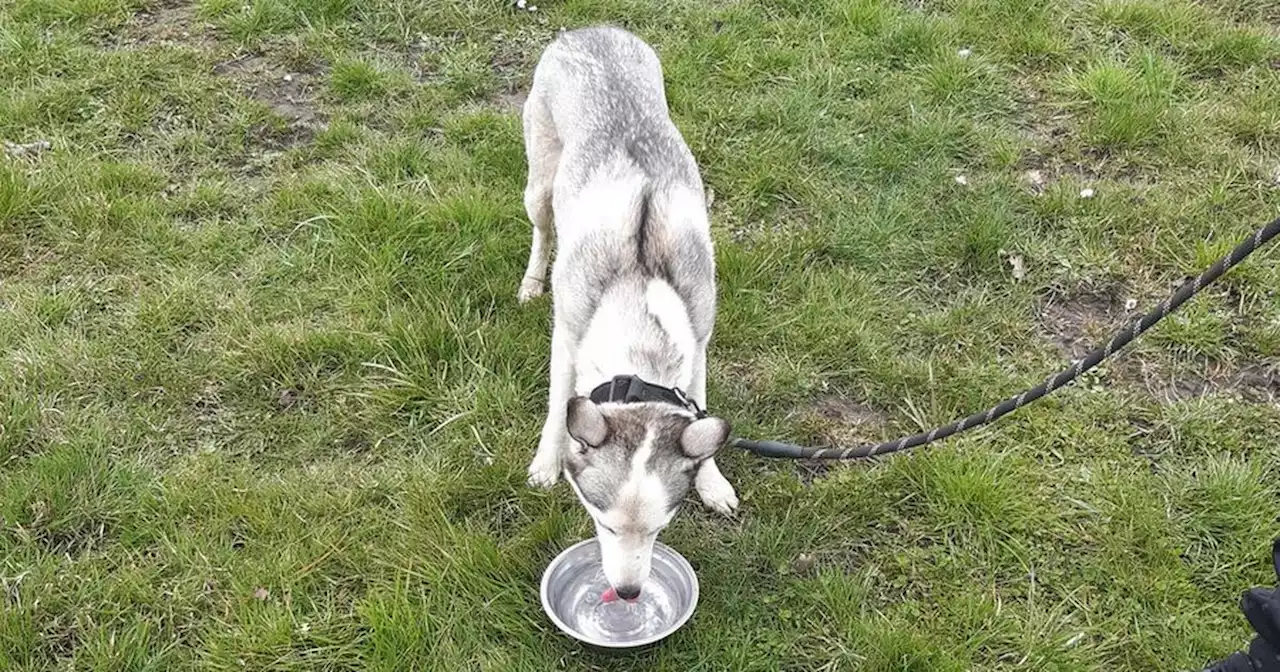 'Chaos' as police scramble to chase DOG running along M6 for more than an hour