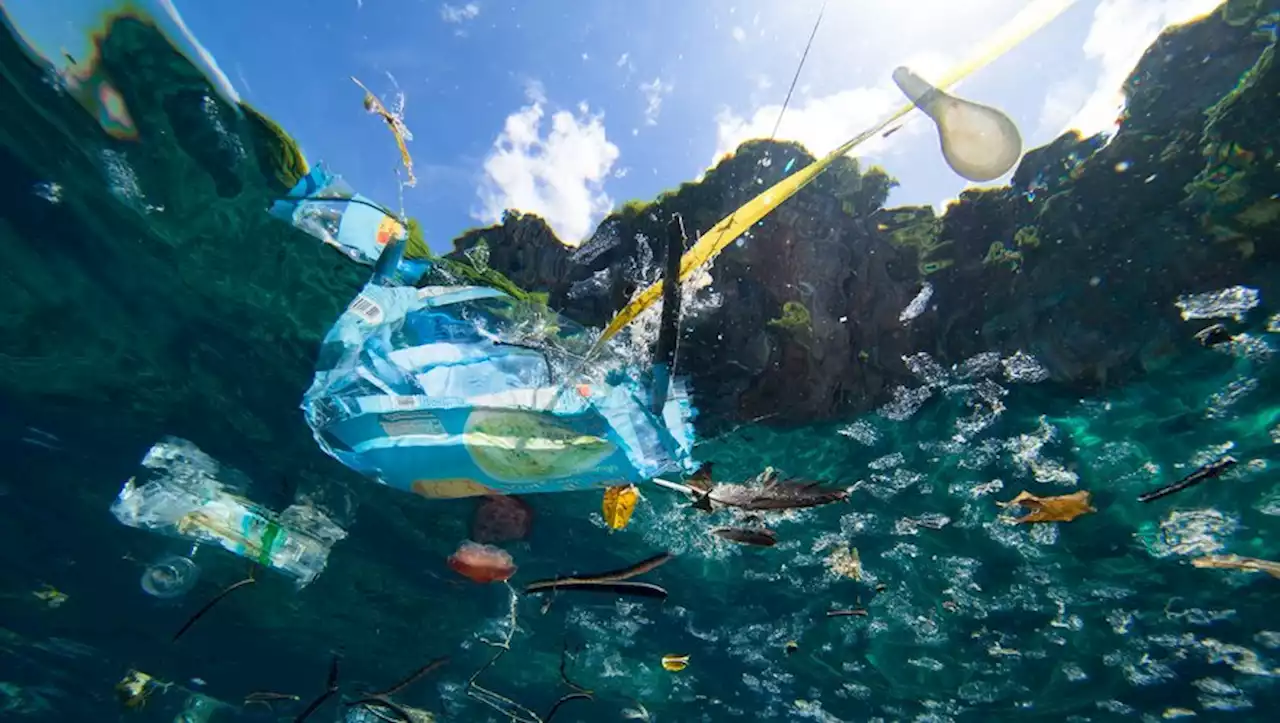 'Plasticose' : qu'elle est cette nouvelle maladie, causée par la pollution plastique, découverte par des scientifiques