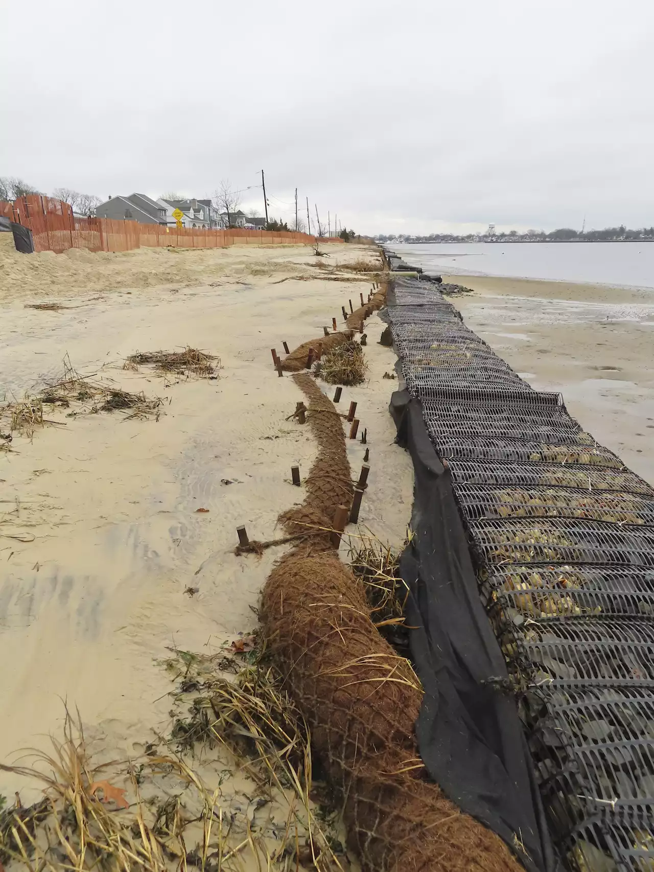 How Coconuts Protect the Jersey Shore, Other Eroding Coasts