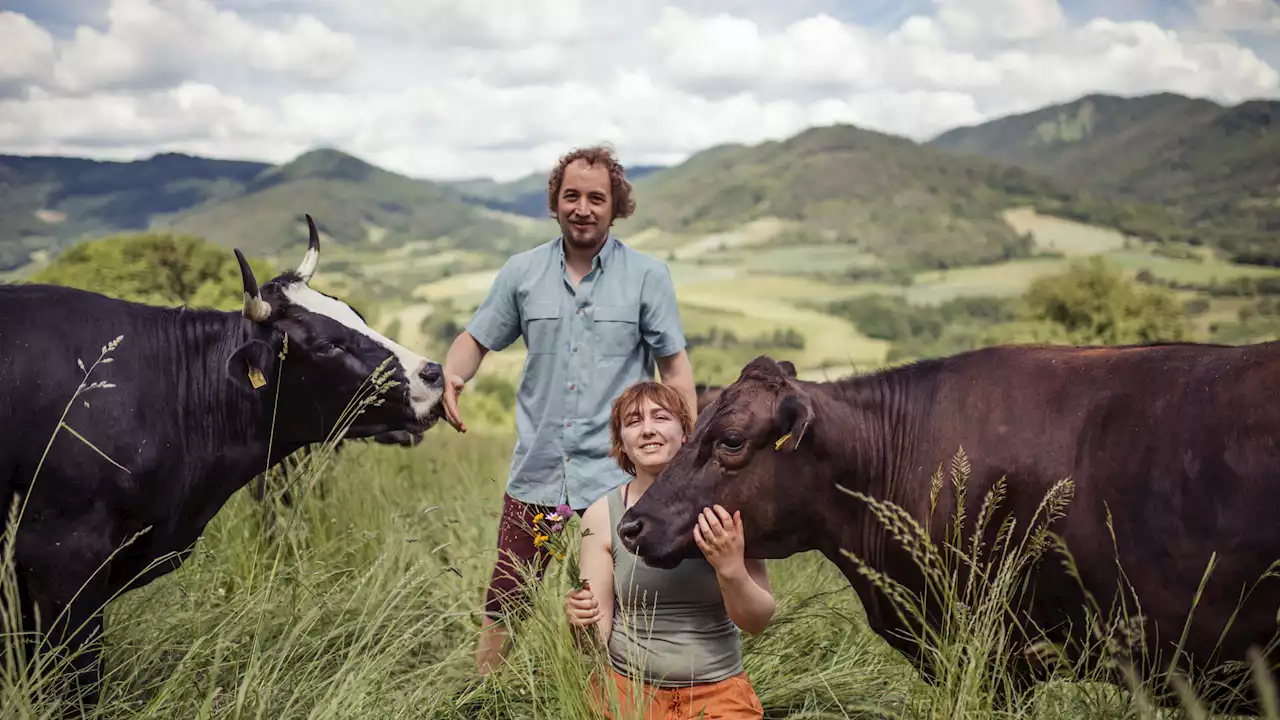 Wagyu: Japanische Rinder in der Wachau