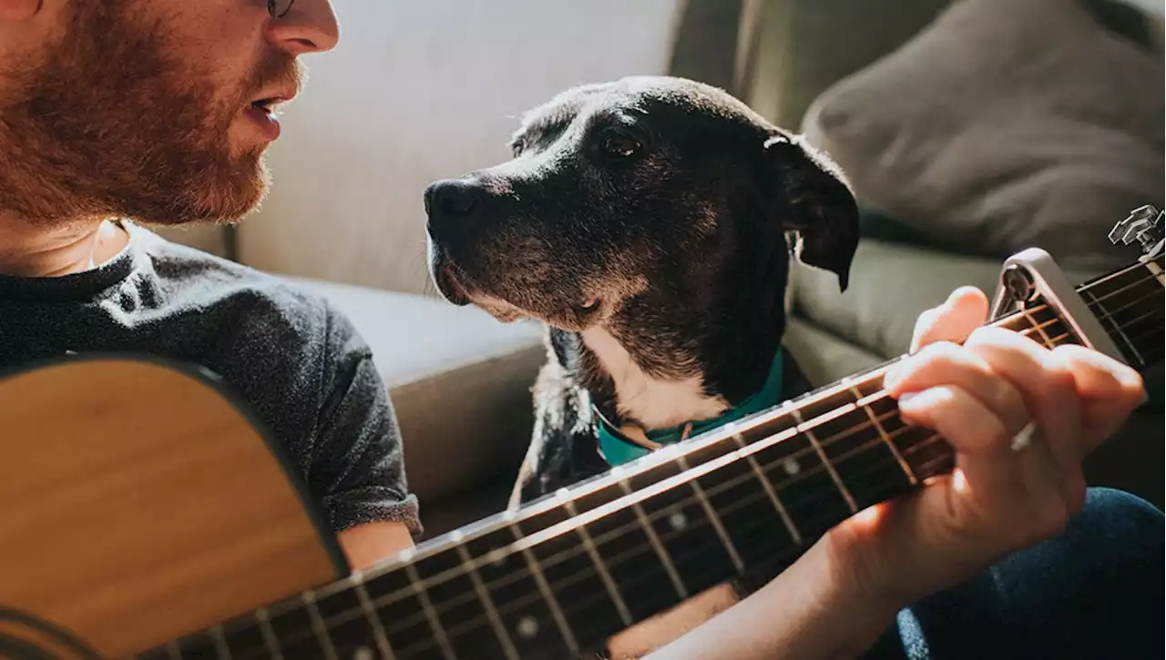 Ai cani piace la musica?