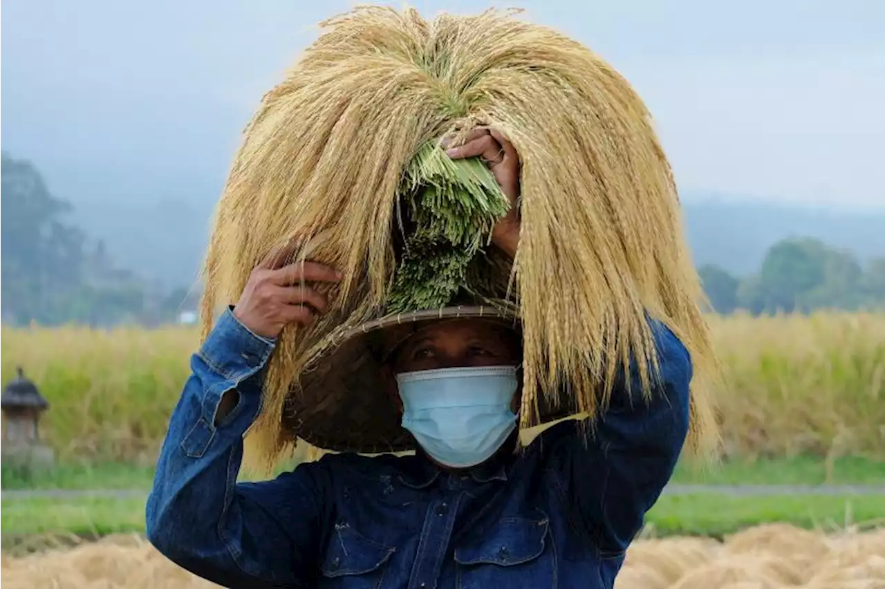 Pemkab Badung Dukung Gerakan Panen Padi Nusantara Satu Juta Hektare |Republika Online