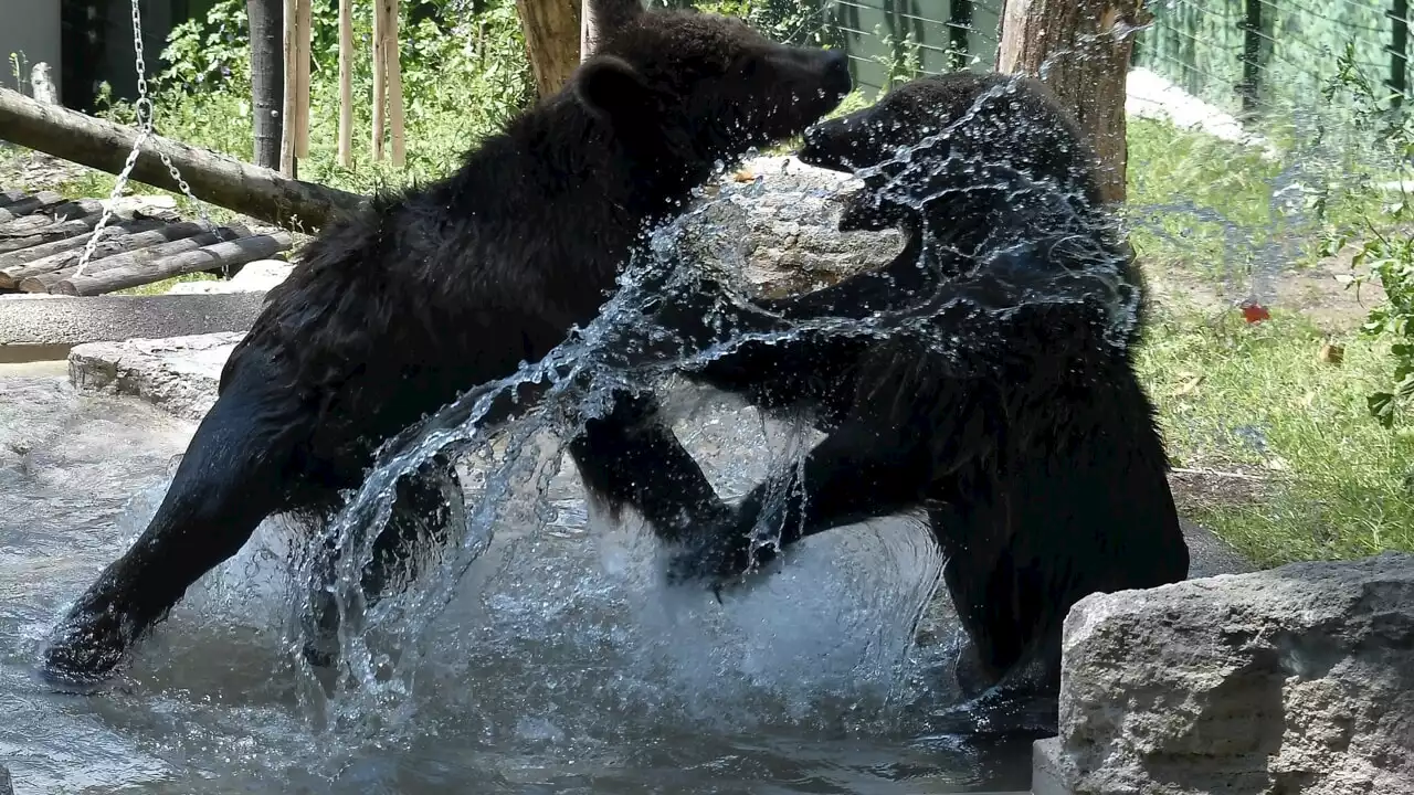 L'orso MJ5 ha aggredito un escursionista: sarà abbattuto?