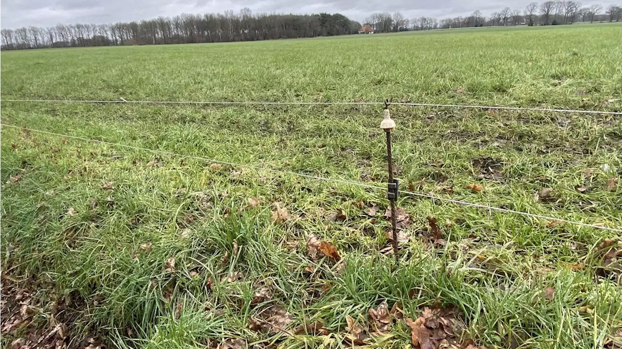 Groter deel schapen achter wolfwerend raster in territorium van roedel